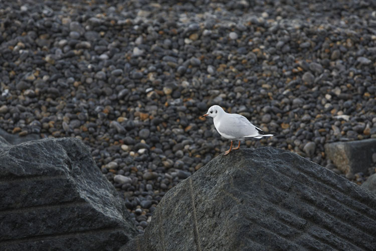 A Seagull and the boulders on the Sheringham beach, Norfolk
