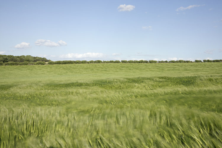 A barley field, North Norfolk