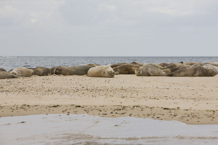 Grey Seals at the Blakeney point, Norfolk