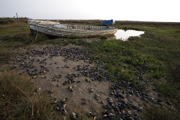 Old boats in Brancaster Staithe, Norfolk