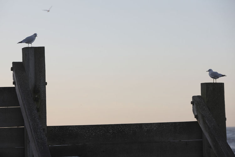 Seagulls resting by the sunset, Sheringham, Norfolk