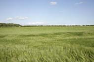 A barley field, North Norfolk