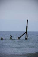 A cormorant waiting for a catch, Sheringham, Norfolk